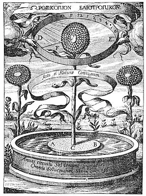 THE SUNFLOWER