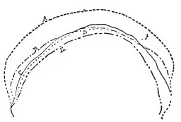 OUTLINES OF SKULLS OF DIFFERENT RACES