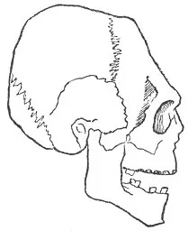 ANCIENT SWISS SKULL
