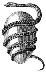 THE ORPHIC EGG