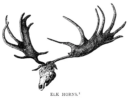 ELK HORNS