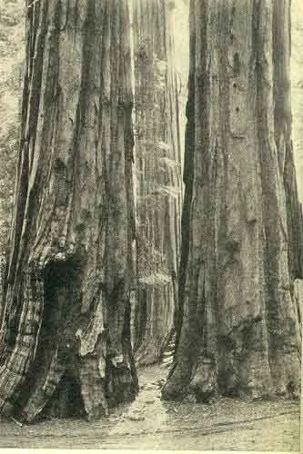 THE POETS--LONGFELLOW AND WHITTIER Photo J. T. Boysen
