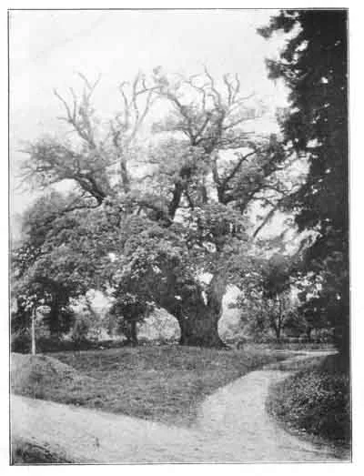 PLATE XII. TREE. Eastwood Oak, Tarrington