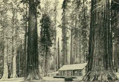 CABIN IN MARIPOSA GROVE Photo J. T. Boysen