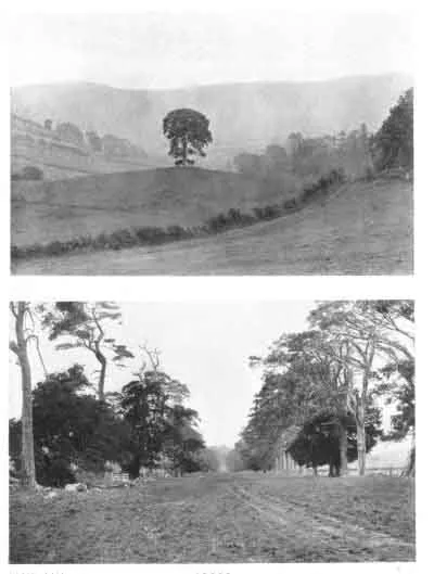 XIII. TREES