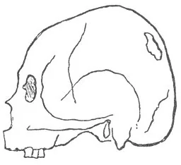 PERUVIAN INCA SKULL, FROM THE ANCIENT CEMETARY OF PAHACAMAC
