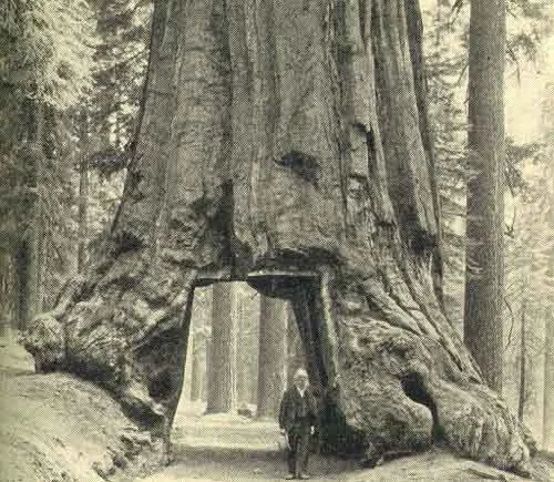 THE WAWONA TREE AND GALEN CLARK, DISCOVERER Photo J. T. Boysen